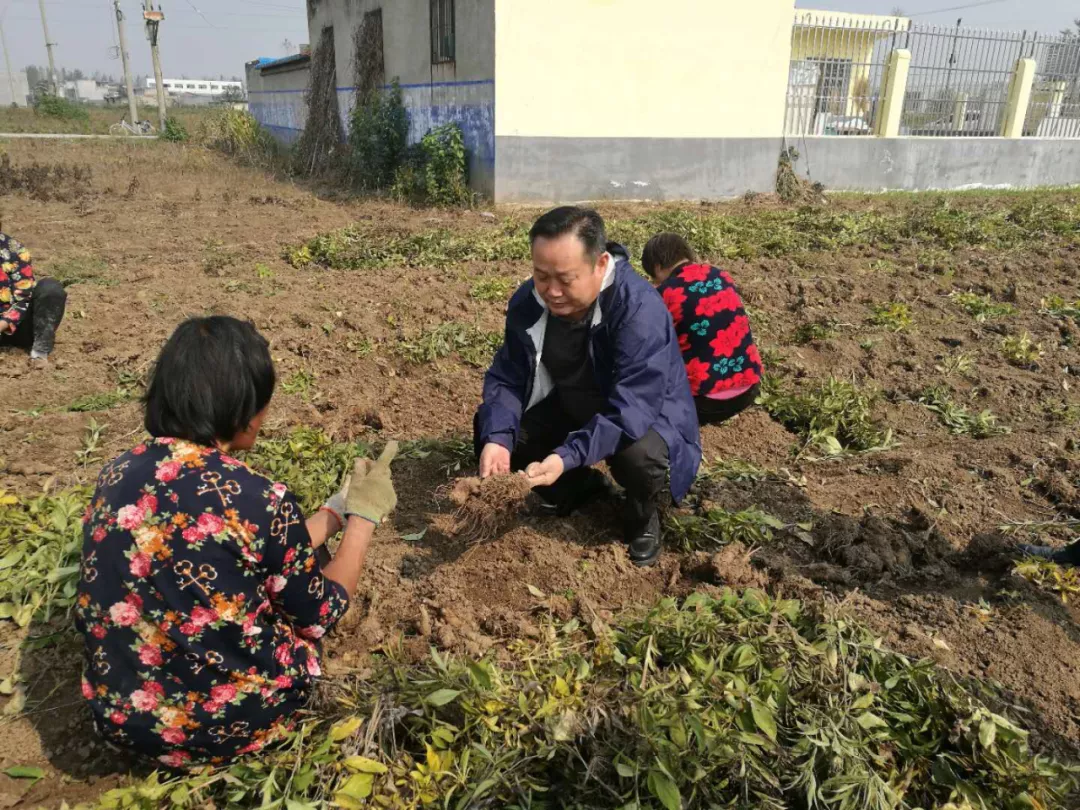 京鸿阁严把质量关口，高质量药材从源头抓起